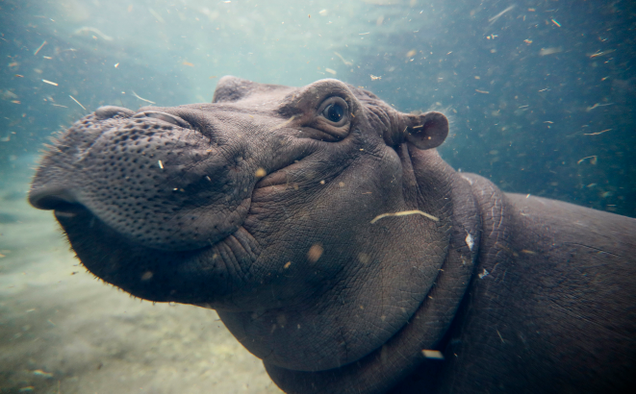 Fiona. Photo: AP